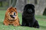 CHOW CHOW 740